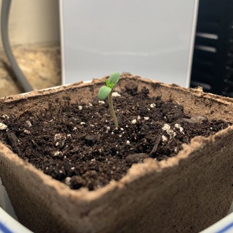 Esperanza 1 growlog timeline photo