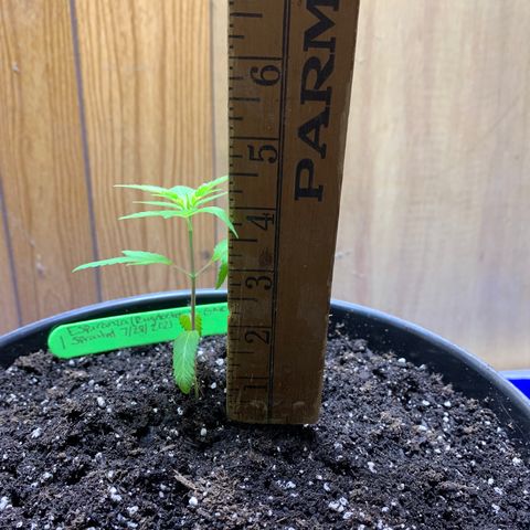 Esperanza 1 growlog timeline photo