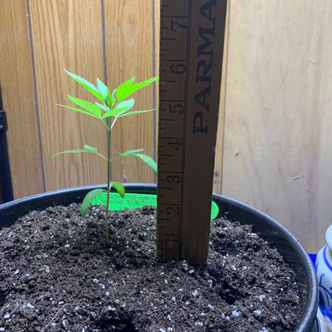 Esperanza 1 growlog photo: 5 1/2 inches 1 month old