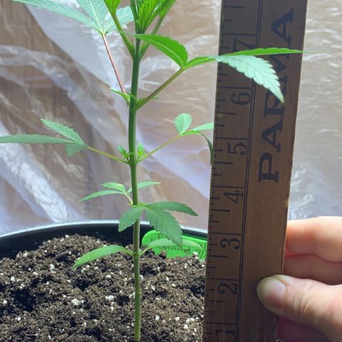Esperanza 1 growlog photo: 9 inches 