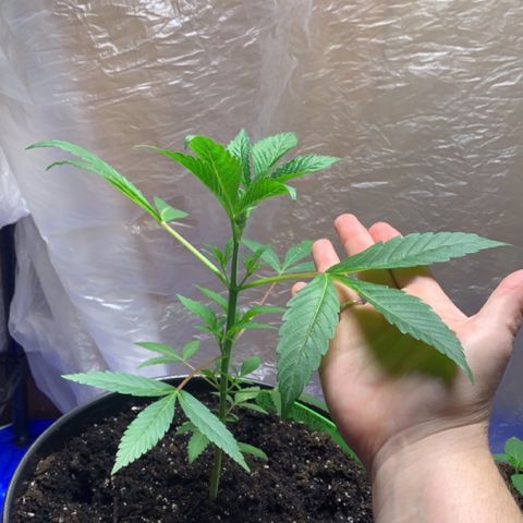 Esperanza 1 growlog photo: 12 1/2 inches 
