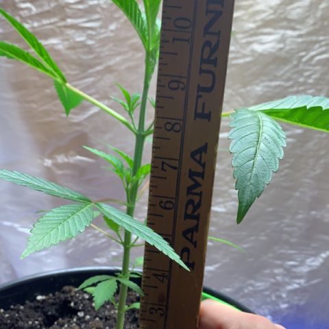 Esperanza 1 growlog photo: 12 1/2 inches 