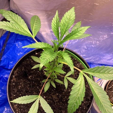 Esperanza 1 growlog photo: 12 1/2 inches 