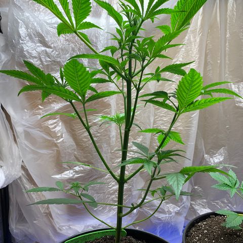 Esperanza 1 growlog timeline photo