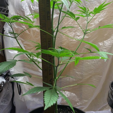 Esperanza 1 growlog timeline photo