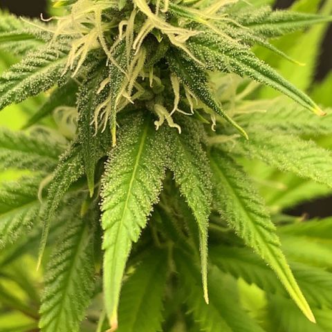 Esperanza 1 growlog timeline photo