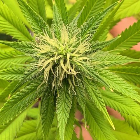 Esperanza 1 growlog timeline photo