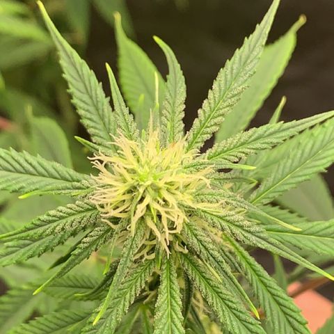 Esperanza 1 growlog timeline photo