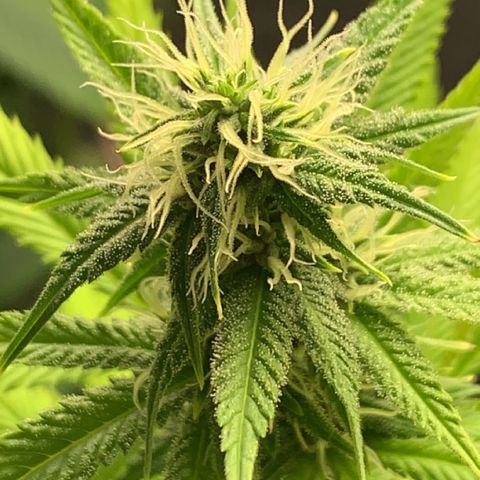 Esperanza 1 growlog timeline photo