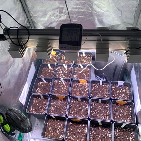 Strawberry Lemonade growlog timeline photo