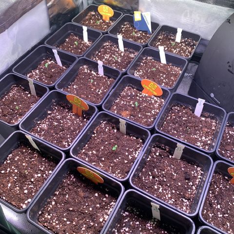Strawberry Lemonade growlog timeline photo
