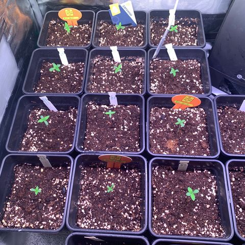 Strawberry Lemonade growlog timeline photo