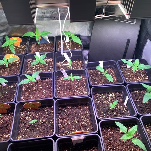 Strawberry Lemonade growlog timeline photo