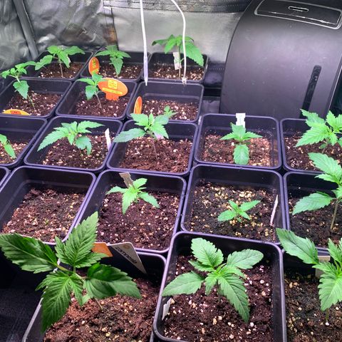 Strawberry Lemonade growlog timeline photo