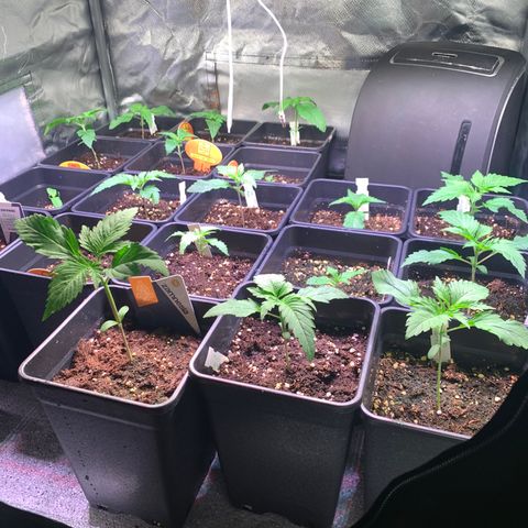 Strawberry Lemonade growlog timeline photo