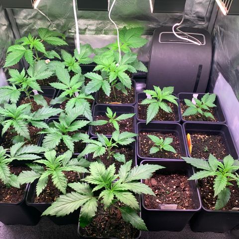 Strawberry Lemonade growlog timeline photo