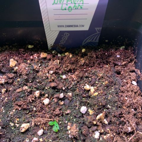 Strawberry Lemonade growlog timeline photo