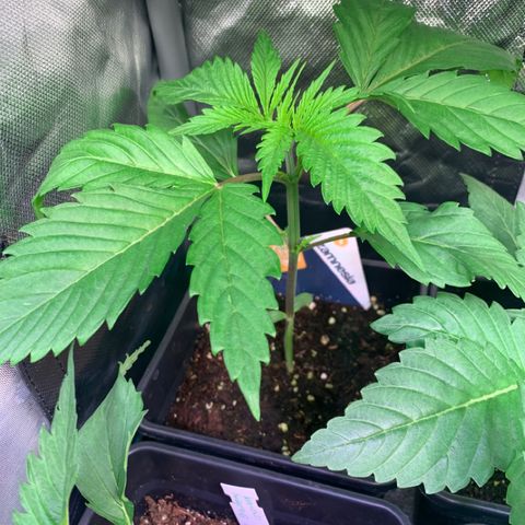 Strawberry Lemonade growlog timeline photo