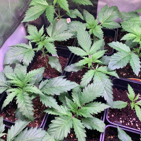 Strawberry Lemonade growlog timeline photo