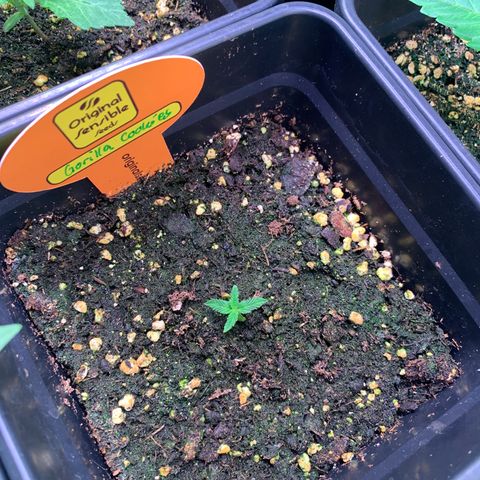 Strawberry Lemonade growlog timeline photo
