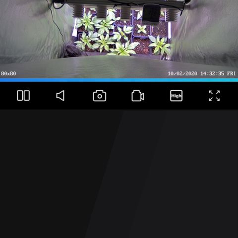 Strawberry Lemonade growlog timeline photo