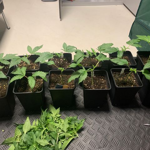 Strawberry Lemonade growlog timeline photo
