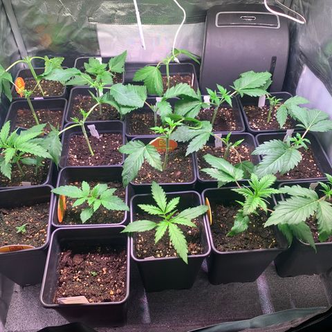 Strawberry Lemonade growlog timeline photo