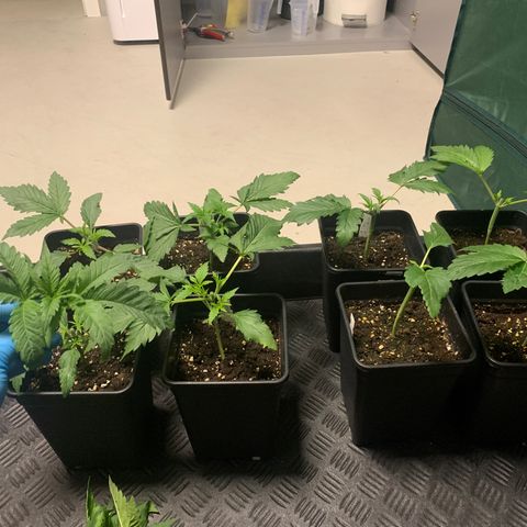 Strawberry Lemonade growlog timeline photo