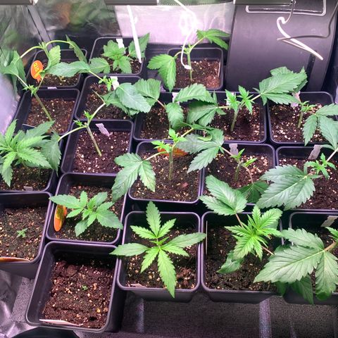Strawberry Lemonade growlog timeline photo