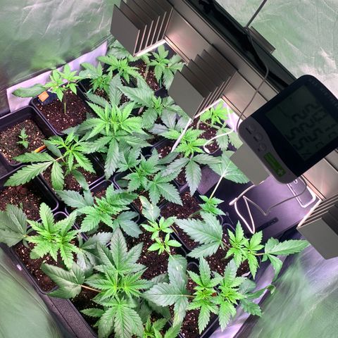 Strawberry Lemonade growlog timeline photo