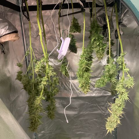 Strawberry Lemonade growlog timeline photo