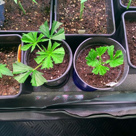 Strawberry Lemonade growlog photo: Clone gemacht mit 2 spitzen. Hoffe, die werden was. 
