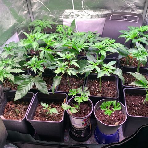 Strawberry Lemonade growlog photo: Clone gemacht mit 2 spitzen. Hoffe, die werden was. 