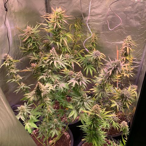 Strawberry Lemonade growlog timeline photo