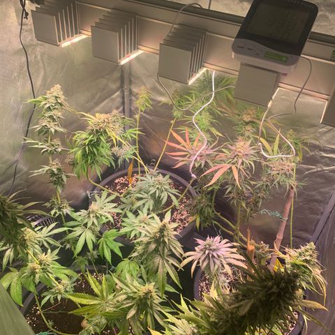 Strawberry Lemonade growlog timeline photo