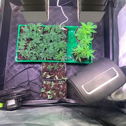 Strawberry Lemonade growlog timeline photo