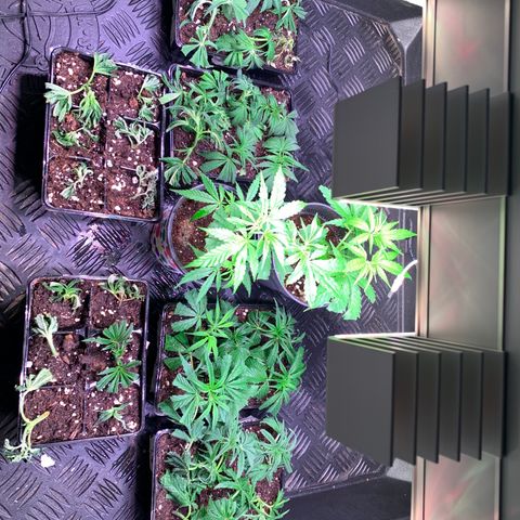 Strawberry Lemonade growlog timeline photo