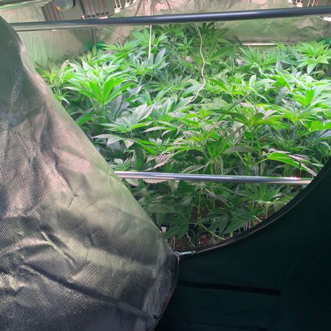 Strawberry Lemonade growlog timeline photo