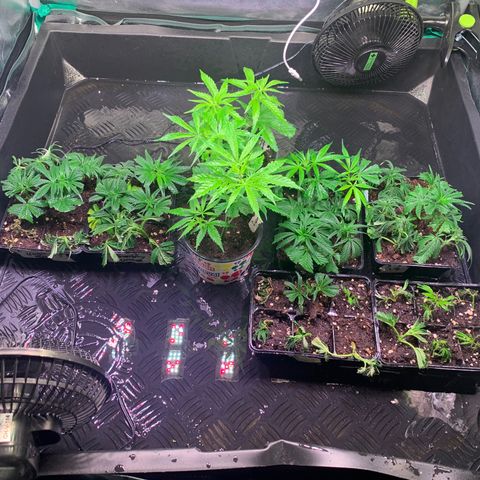 Strawberry Lemonade growlog timeline photo