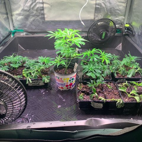 Strawberry Lemonade growlog timeline photo