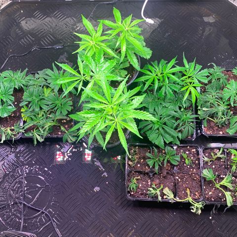 Strawberry Lemonade growlog timeline photo