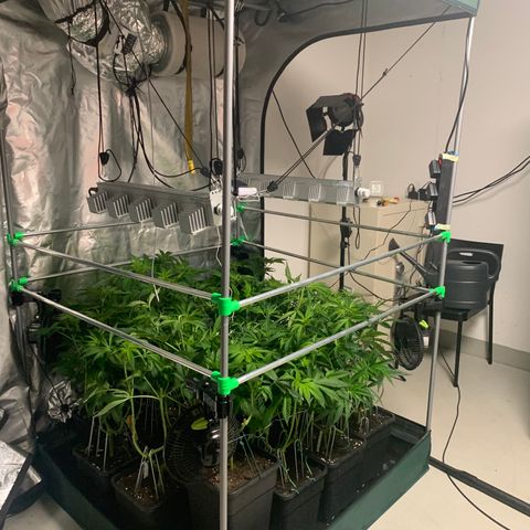 Strawberry Lemonade growlog timeline photo
