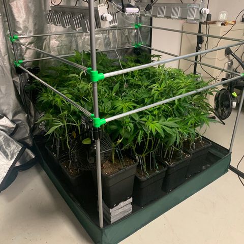Strawberry Lemonade growlog timeline photo