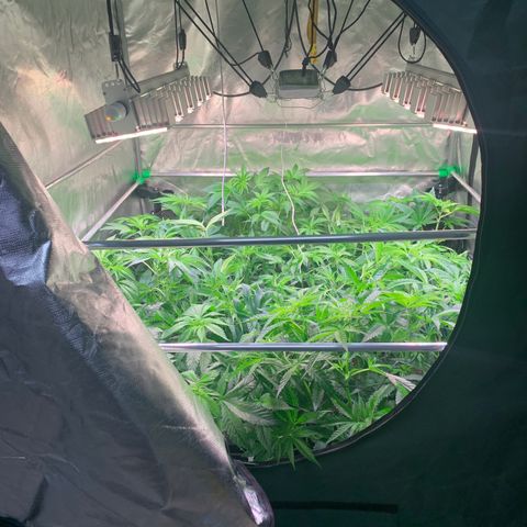 Strawberry Lemonade growlog timeline photo