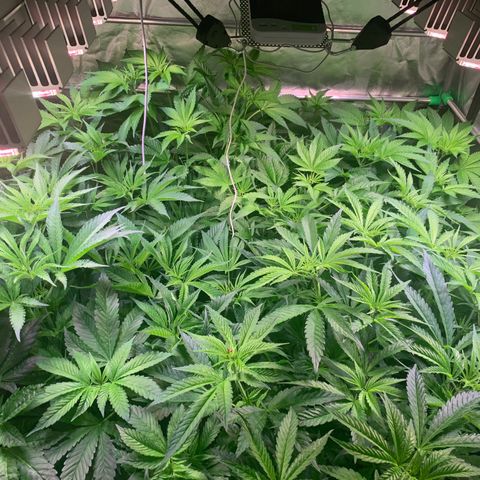 Strawberry Lemonade growlog timeline photo