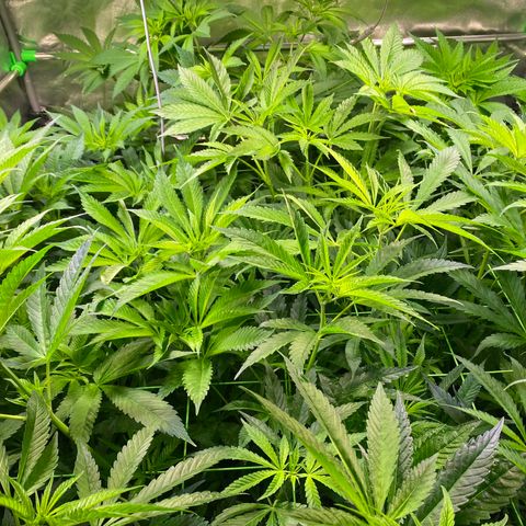 Strawberry Lemonade growlog timeline photo