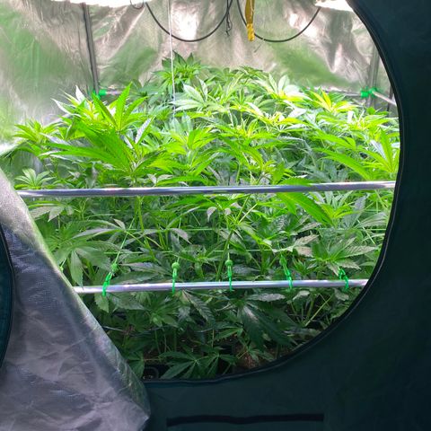 Strawberry Lemonade growlog timeline photo