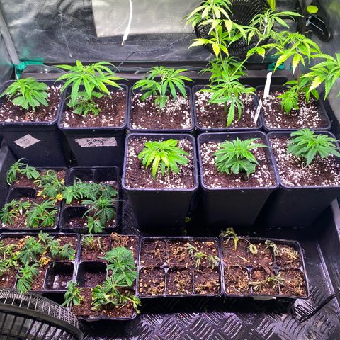 Strawberry Lemonade growlog timeline photo