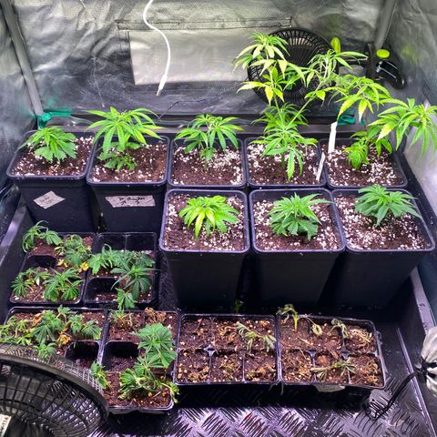 Strawberry Lemonade growlog timeline photo