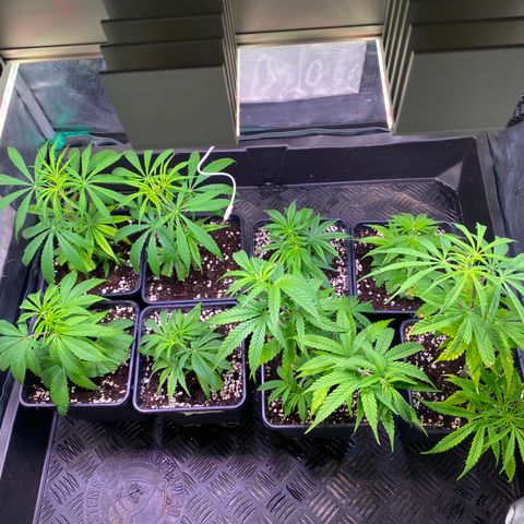 Strawberry Lemonade growlog timeline photo